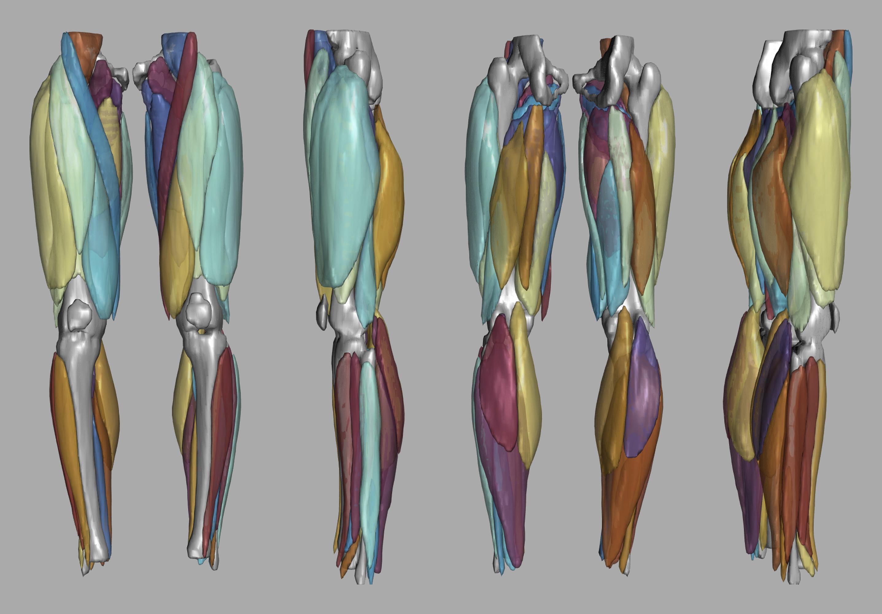 3D render of automated muscle segmentation labels generated using a CNN UNET.